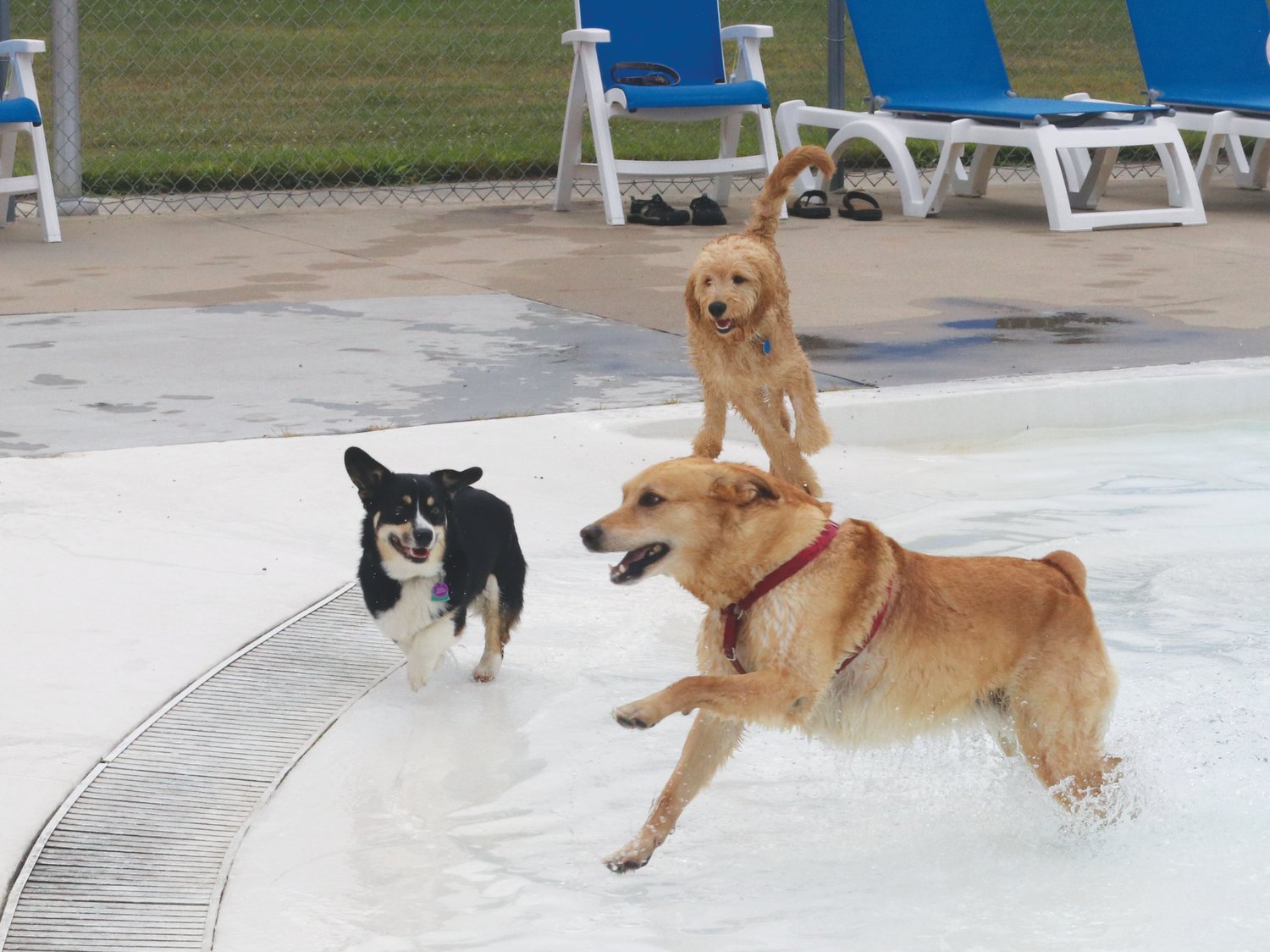 Roxy the Corgi, Murphy the Goldendoodle and Bella the Golden Retriever and Jack Russell Terrier splash in the Kalona pool on Saturday, Aug. 21.